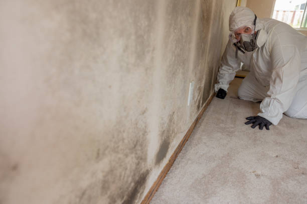 Best Mold Remediation for Rental Properties  in Maryland City, MD